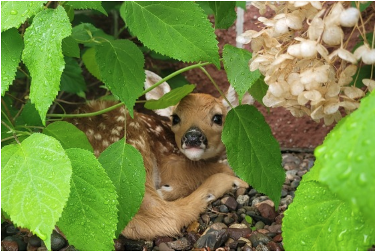 What to Know About Encounters with Young Wildlife: DNR