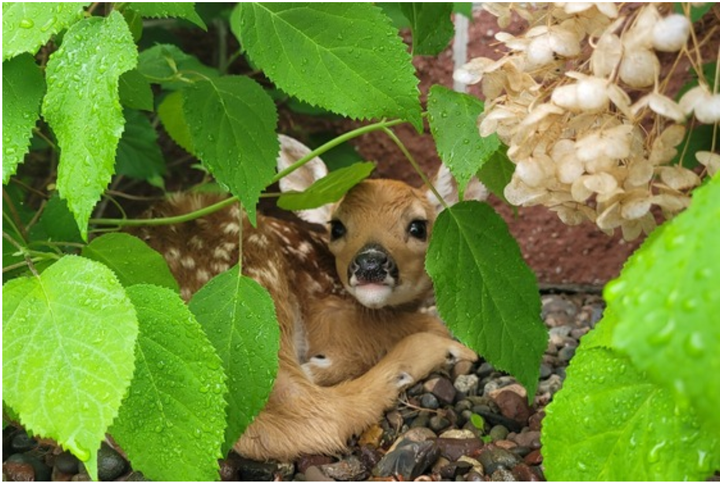 What to Know About Encounters with Young Wildlife: DNR