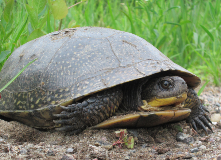 Give Turtles a Brake This Nesting Season