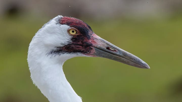 Rare Whooping Crane Spotted During Annual Count