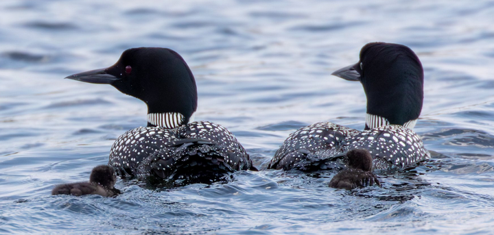 Loon Family Accepts Displaced Chick with Open Wings