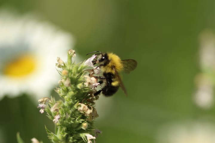 Cut Pesticide Use for Pollinators